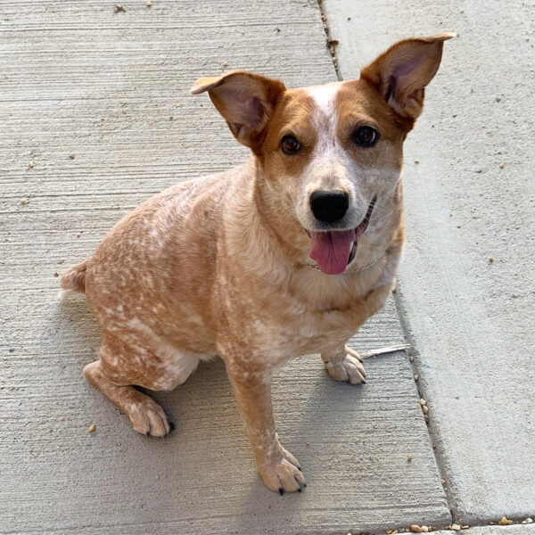 a photograph of Bird Dog sitting on a sidewalk