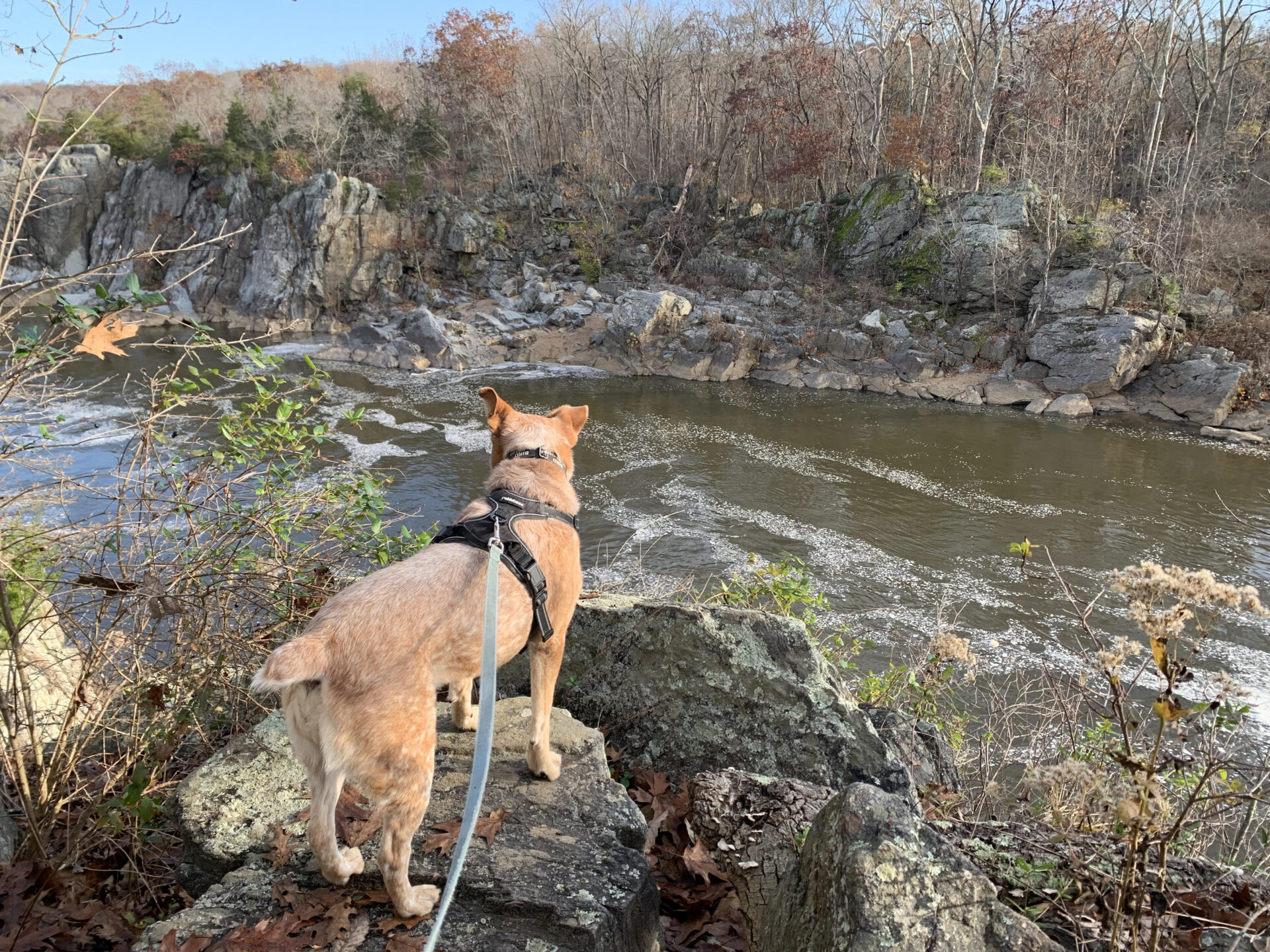 birddog hike