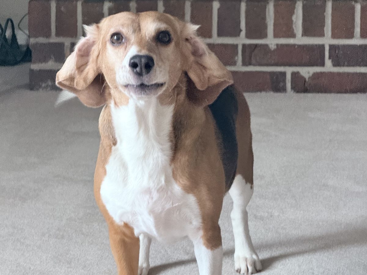 eloise